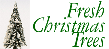 Fresh Christmas Trees